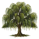 willow tree