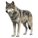 wolf Photorealistic icon