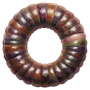 worm