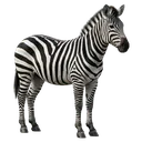 zebra Photorealistic icon