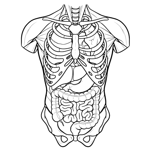 anatomy torso Hand Drawn icon