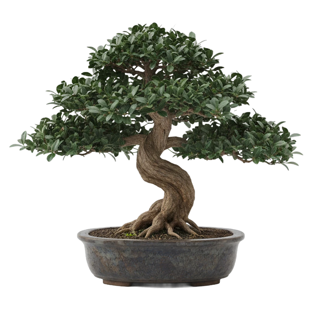 bonsai tree Product Shot icon - free AI-generated product shot icon for web and app projects