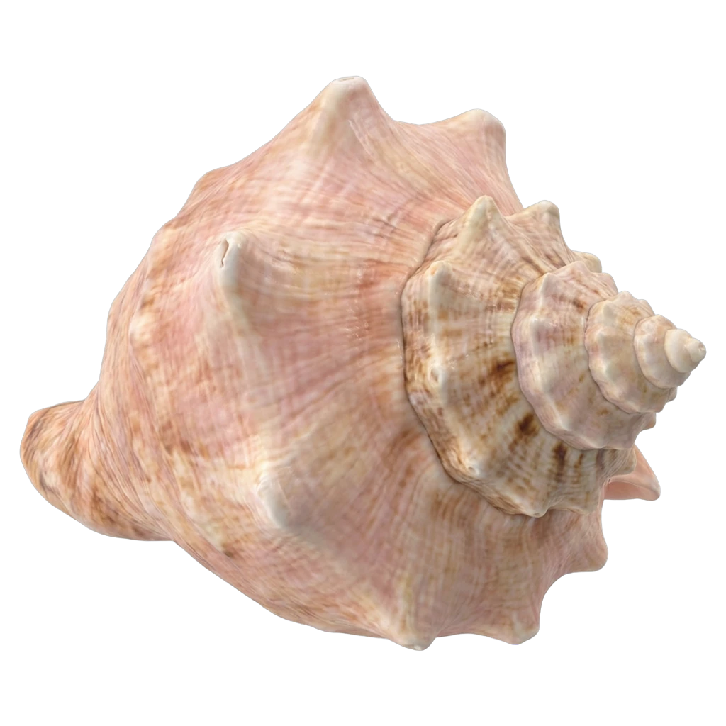 seashell Photorealistic icon